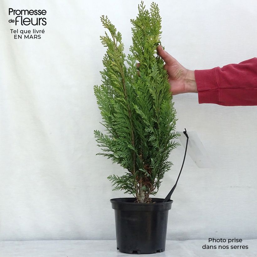 Spécimen de Chamaecyparis lawsoniana Alumigold - Cyprès de Lawson  Pot de 2L/3L tel que livré en hiver