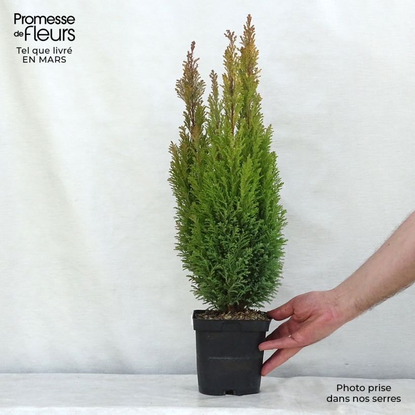 Spécimen de Chamaecyparis lawsoniana Ellwood's Gold -Cyprès de Lawson  Pot de 2L/3L tel que livré en hiver
