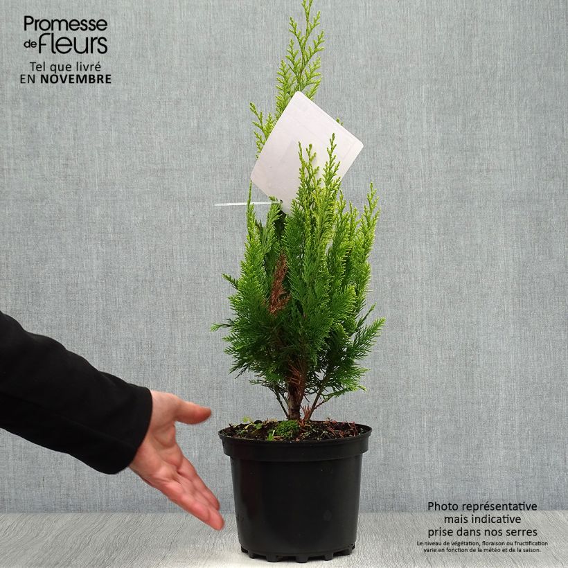 Spécimen de Chamaecyparis lawsoniana Ivonne - Cyprès de Lawson Pot de 2L/3L tel que livré en automne