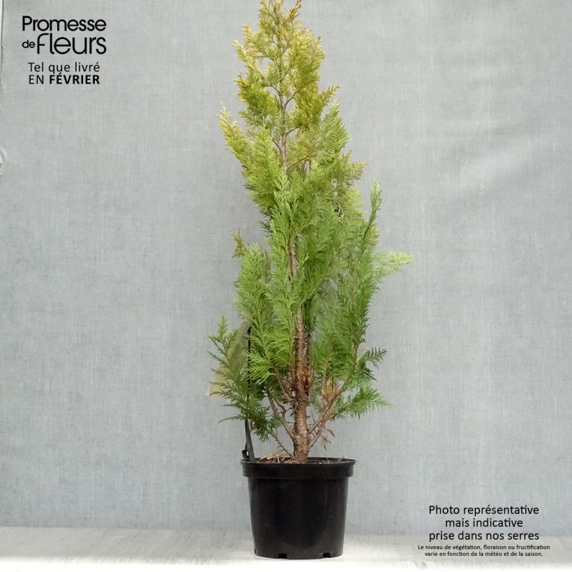 Spécimen de Chamaecyparis lawsoniana Ivonne - Cyprès de Lawson Pot de 2L/3L tel que livré en hiver
