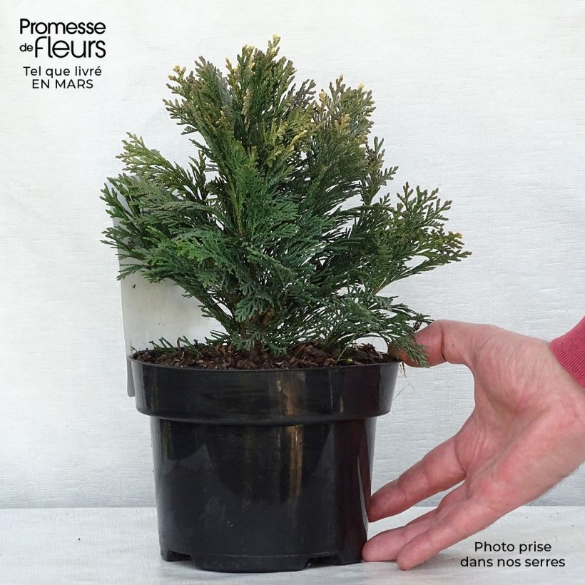 Spécimen de Cyprès de Lawson - Chamaecyparis lawsoniana Pygmaea Argentea Pot de 2L/3L tel que livré en hiver
