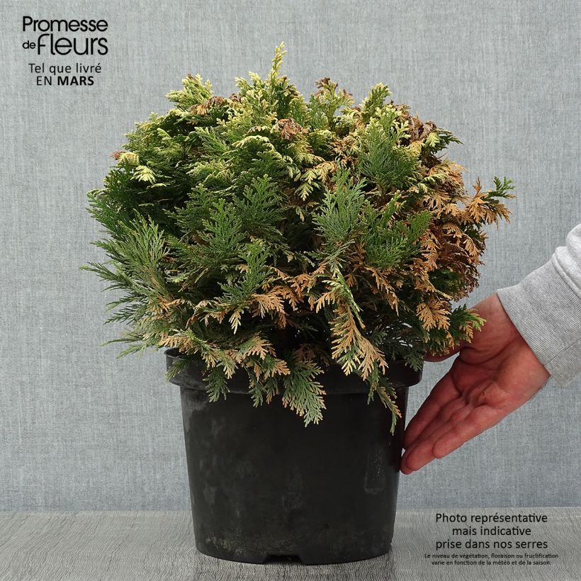 Spécimen de Cyprès de Lawson - Chamaecyparis lawsoniana Pygmaea Argentea Pot de 4L/5L tel que livré en hiver