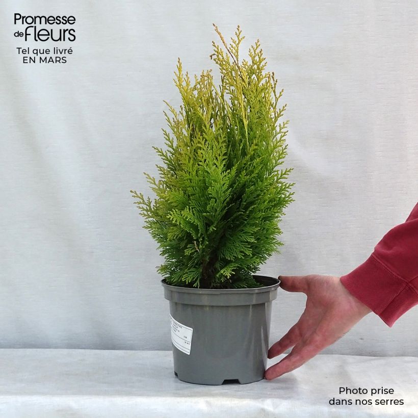 Spécimen de Cyprès de Lawson - Chamaecyparis lawsoniana Stardust Pot de 2L/3L tel que livré en hiver