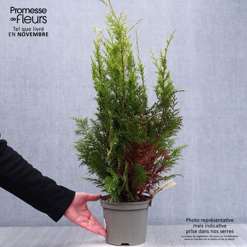 Spécimen de Cyprès de Lawson - Chamaecyparis lawsoniana Stardust Pot de 2L/3L tel que livré en automne