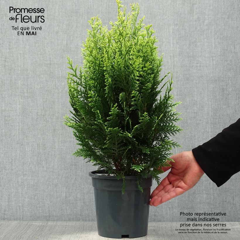 Spécimen de Cyprès de Lawson - Chamaecyparis lawsoniana White Spot Pot de 2L/3L tel que livré au printemps