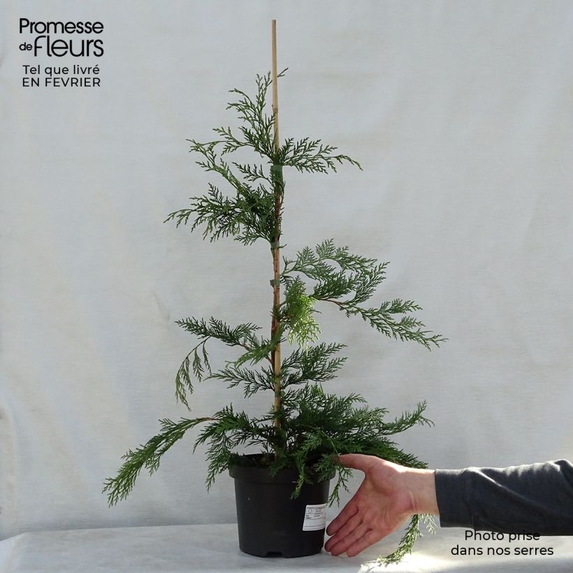 Spécimen de Cyprès de Leyland - Cupressocyparis leylandii Pot de 2L/3L tel que livré en hiver