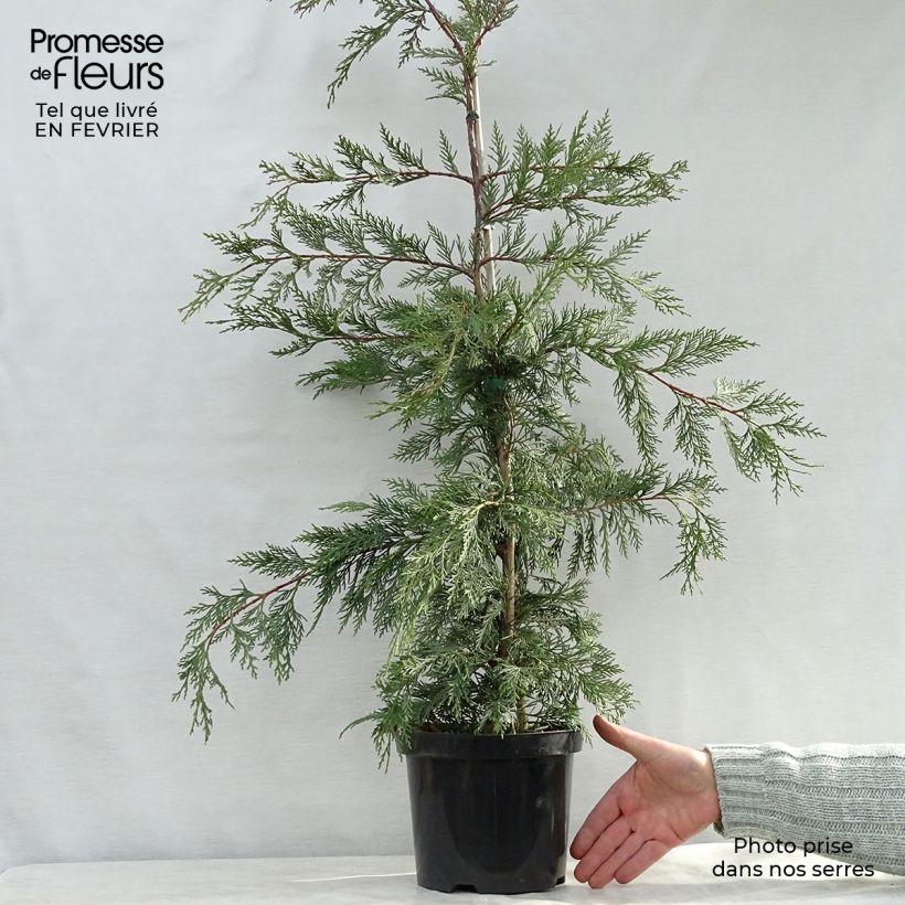Spécimen de Cyprès de Leyland - Cupressocyparis leylandii Pot de 4L/5L tel que livré en hiver