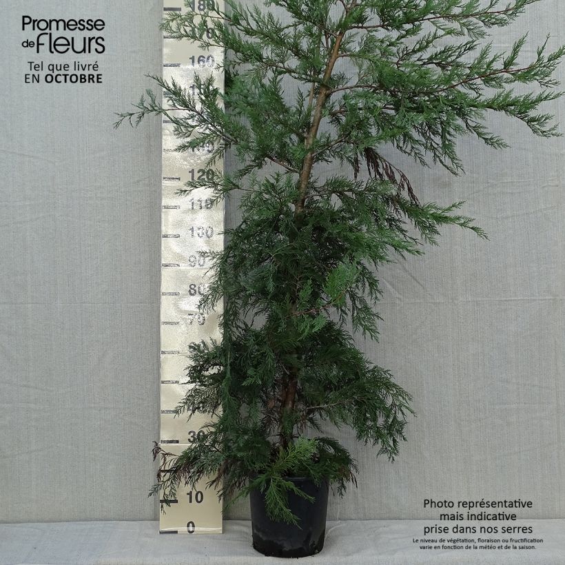 Spécimen de Cyprès de Leyland - Cupressocyparis leylandii Pot de 6L/7L tel que livré en automne