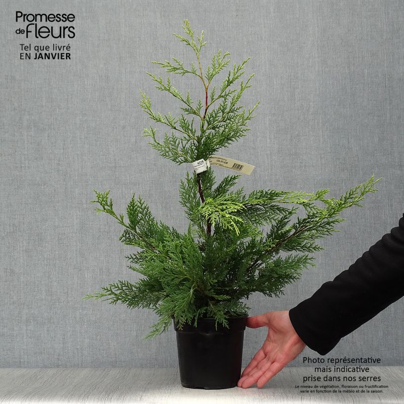 Spécimen de Cyprès de Leyland - Cupressocyparis leylandii Excalibur Gold Pot de 2L/3L tel que livré en hiver