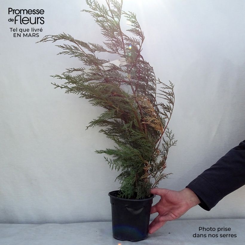 Spécimen de Cupressocyparis x leylandii Oger - Cyprès de Leyland Pot de 2L/3L tel que livré en hiver