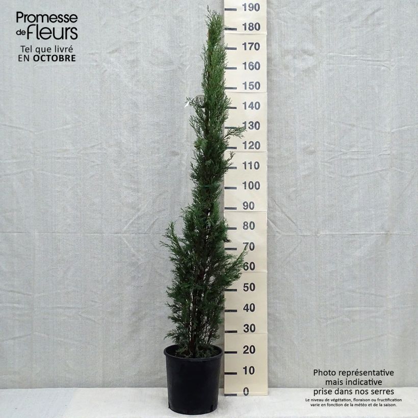 Spécimen de Cyprès de Provence - Cupressus sempervirens Pyramidalis Pot de 4L/5L tel que livré en automne