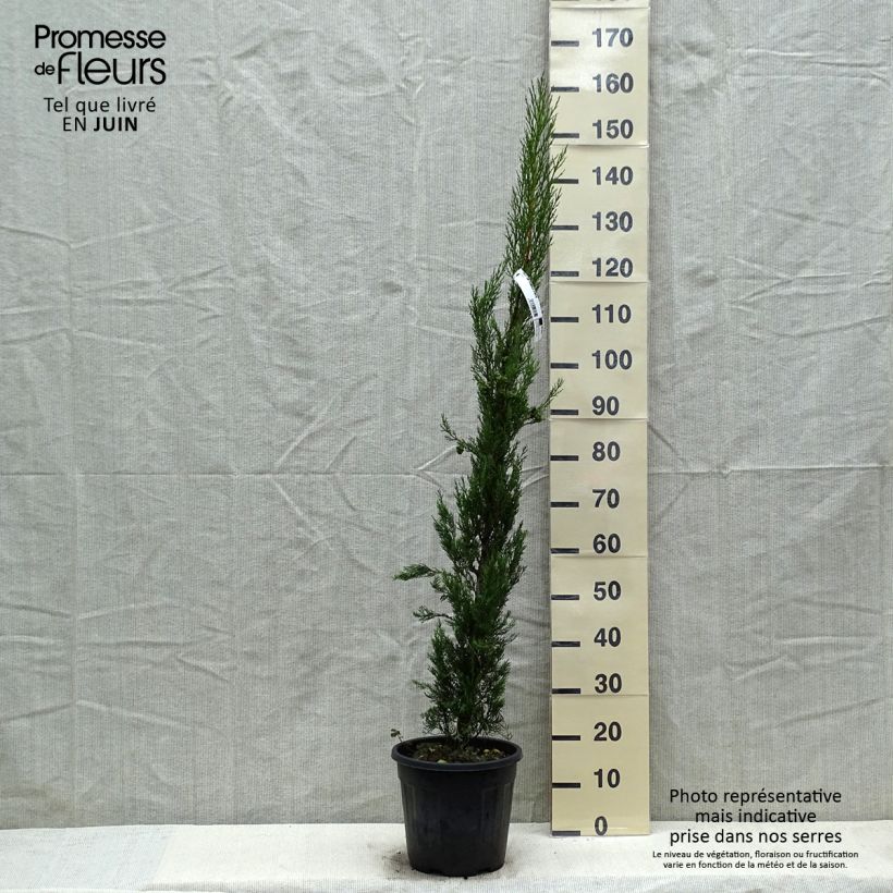 Spécimen de Cyprès de Provence - Cupressus sempervirens Pyramidalis Pot de 4L/5L tel que livré au printemps