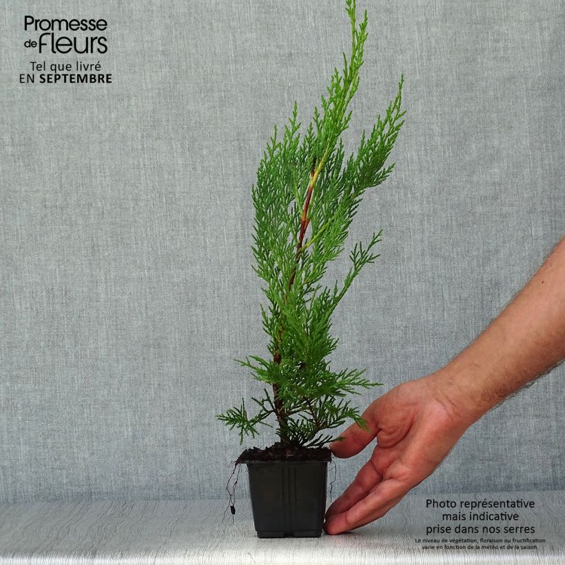 Spécimen de Cupressocyparis x leylandii Oger - Cyprès de Leyland Godet de 8/9 cm tel que livré en automne