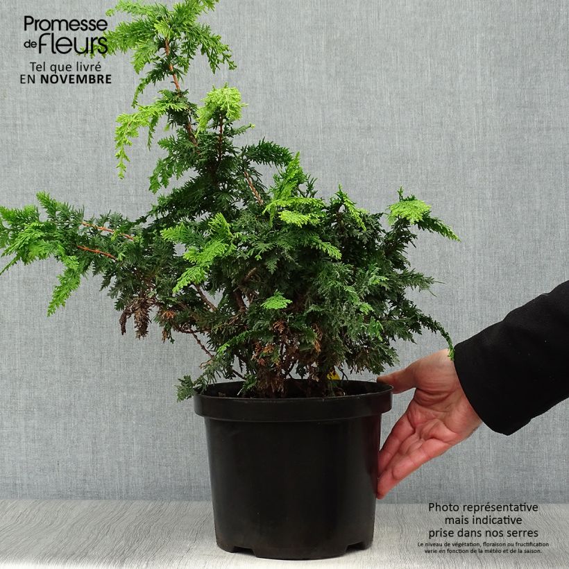 Spécimen de Cyprès hinoki du Japon - Chamaecyparis obtusa Fernspray Gold Pot de 4L/5L tel que livré en automne