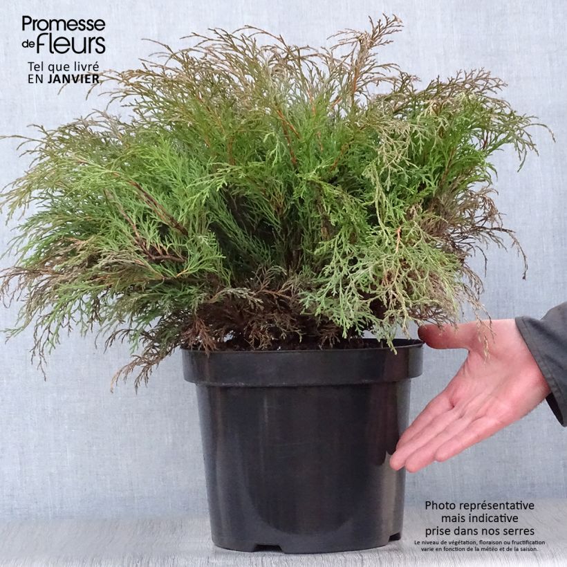 Spécimen de Cyprès rampant de Sibérie - Microbiota decussata Pot de 7,5L/10L tel que livré en hiver