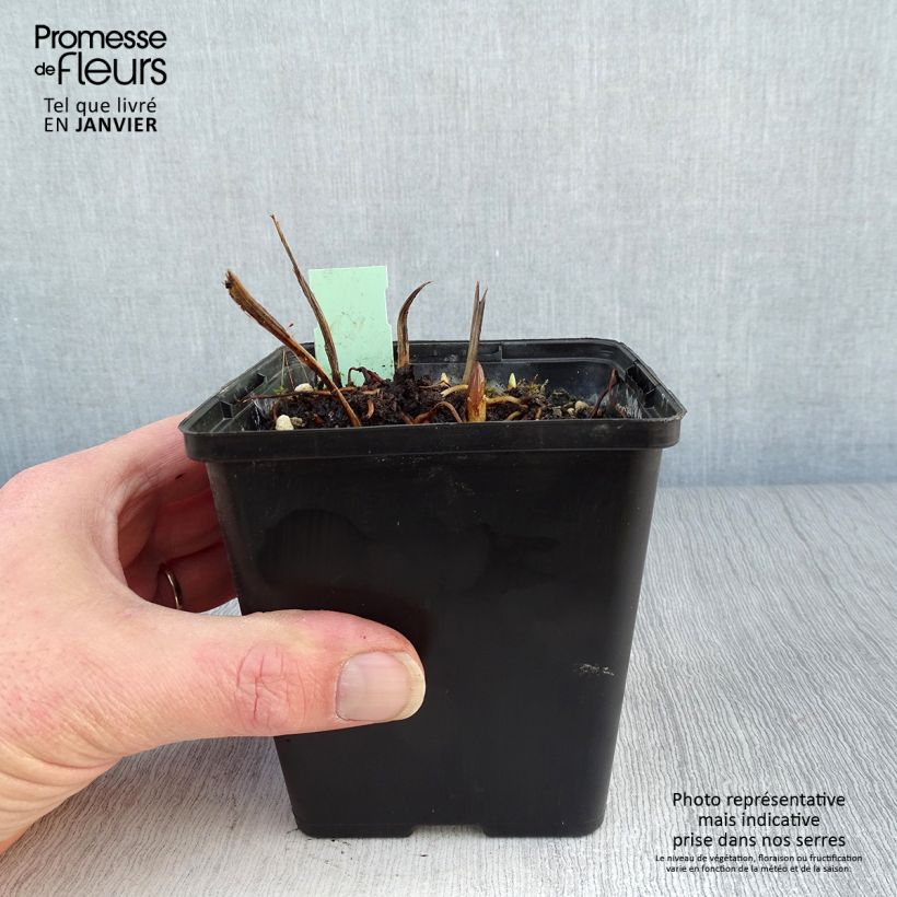 Spécimen de Cypripedium Kristi Lyn - Sabot de Vénus hybride Pot de 1L/1,5L tel que livré en hiver