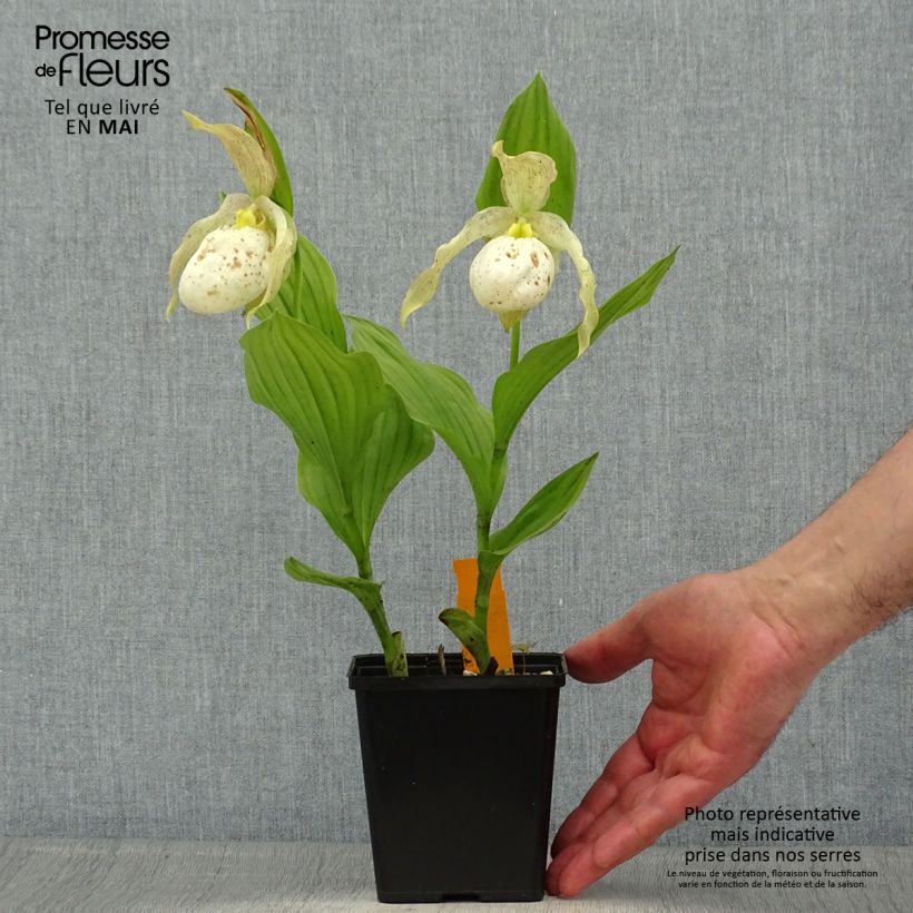 Spécimen de Cypripedium Kristi Lyn - Sabot de Vénus hybride Pot de 1L/1,5L tel que livré au printemps