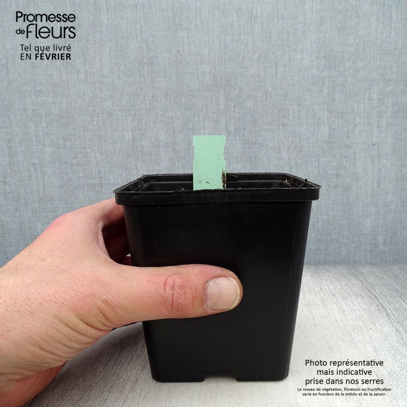 Spécimen de Cypripedium Lucy Pinkepank - Orchidée de jardin hybride, Sabot de Vénus Pot de 1L/1,5L tel que livré en hiver