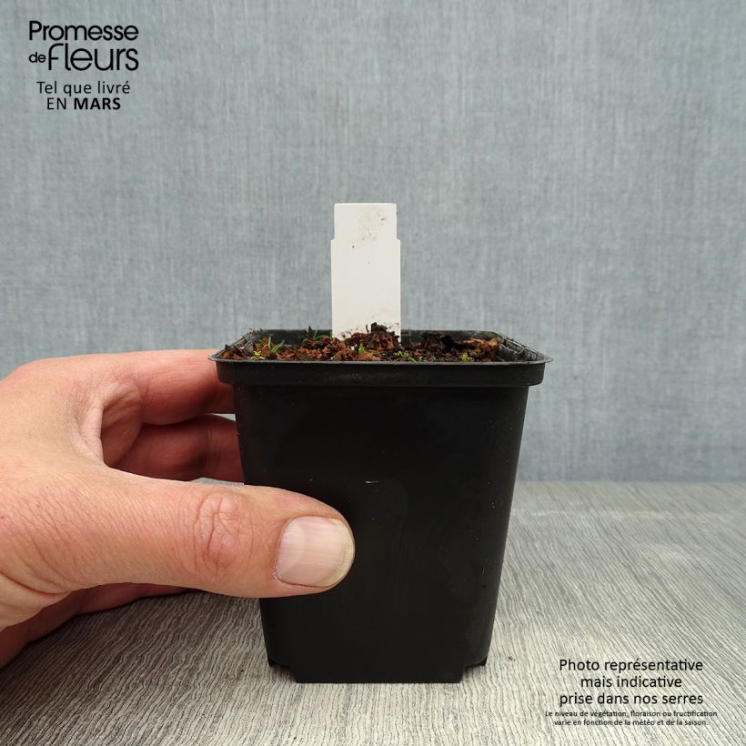 Amostra de Cypripedium flavum Vaso de 8/9 cm tal como entregue na primavera