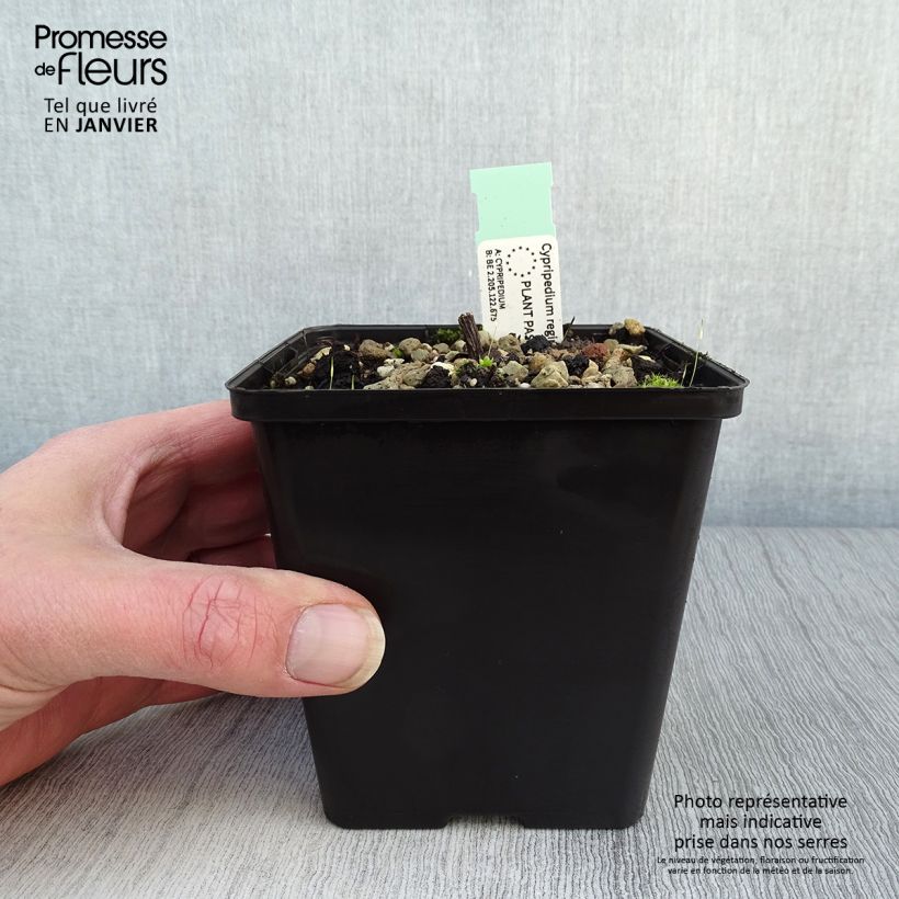 Spécimen de Cypripedium reginae - Sabot de Venus Pot de 1L/1,5L tel que livré en hiver