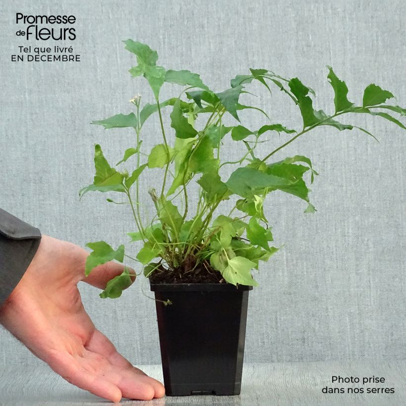 Spécimen de Cyrtomium falcatum - Fougère persistante Godet de 8/9 cm tel que livré en hiver