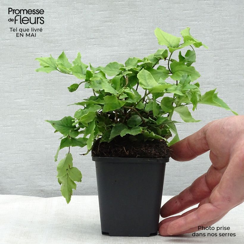 Spécimen de Cyrtomium fortunei - Fougère persistante Godet de 8/9 cm tel que livré au printemps