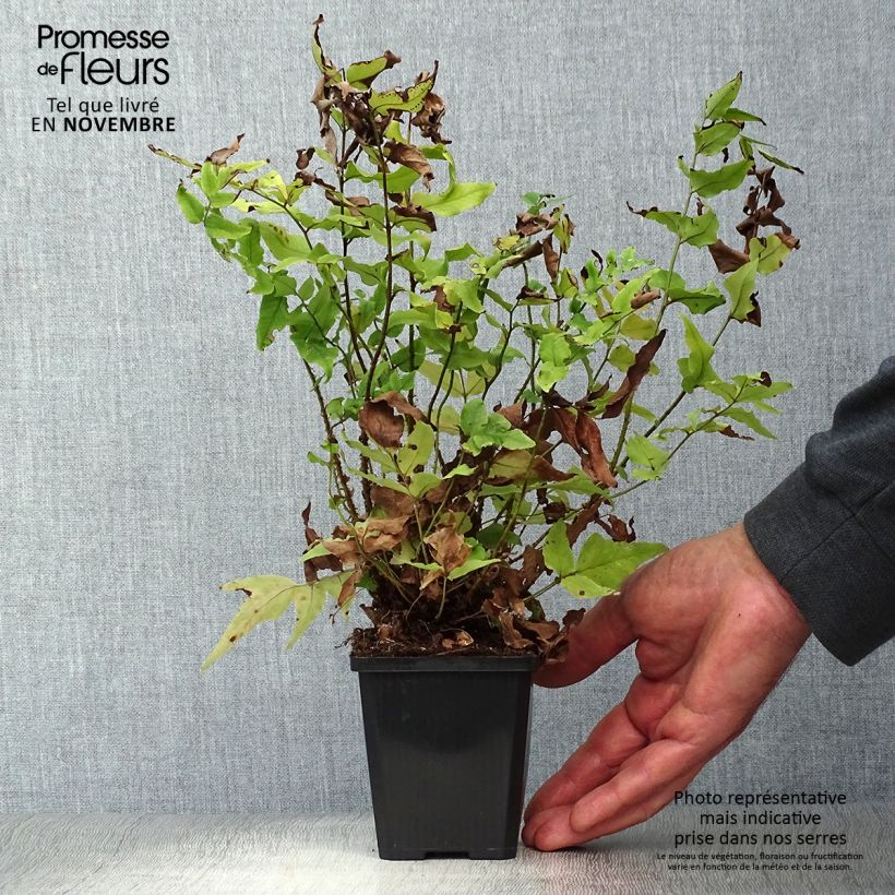 Spécimen de Cyrtomium fortunei - Fougère persistante Godet de 8/9 cm tel que livré en automne
