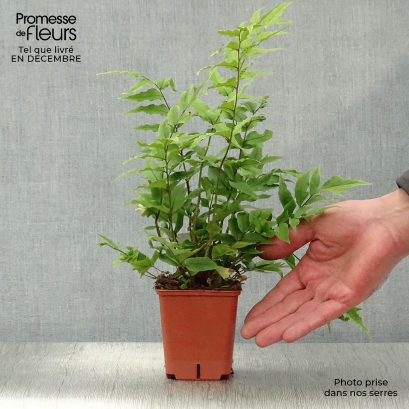 Spécimen de Cyrtomium fortunei - Fougère persistante Godet de 8/9 cm tel que livré en hiver