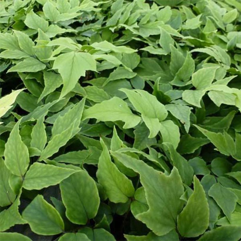 Cyrtomium fortunei var. clivicola (Folhagem)