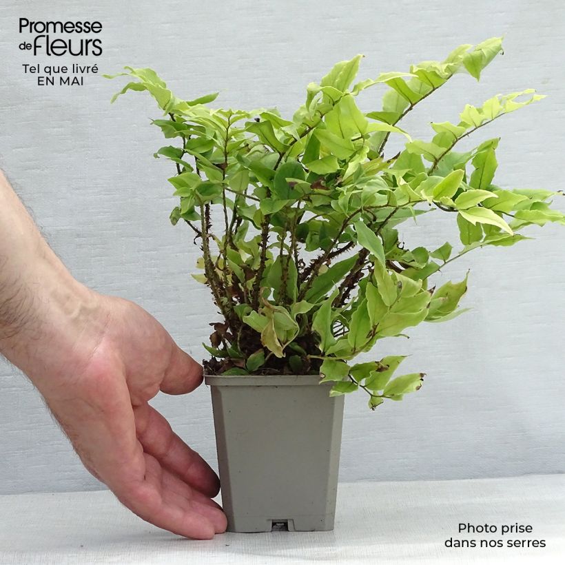 Cyrtomium fortunei var. clivicola Vasetto da 8/9 cm esemplare consegnato in primavera