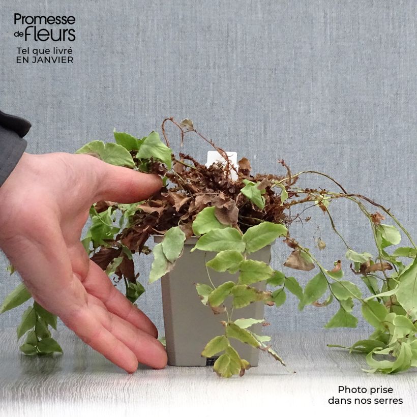 Spécimen de Cyrtomium fortunei var. clivicola - Fougère Godet de 8/9 cm tel que livré en hiver