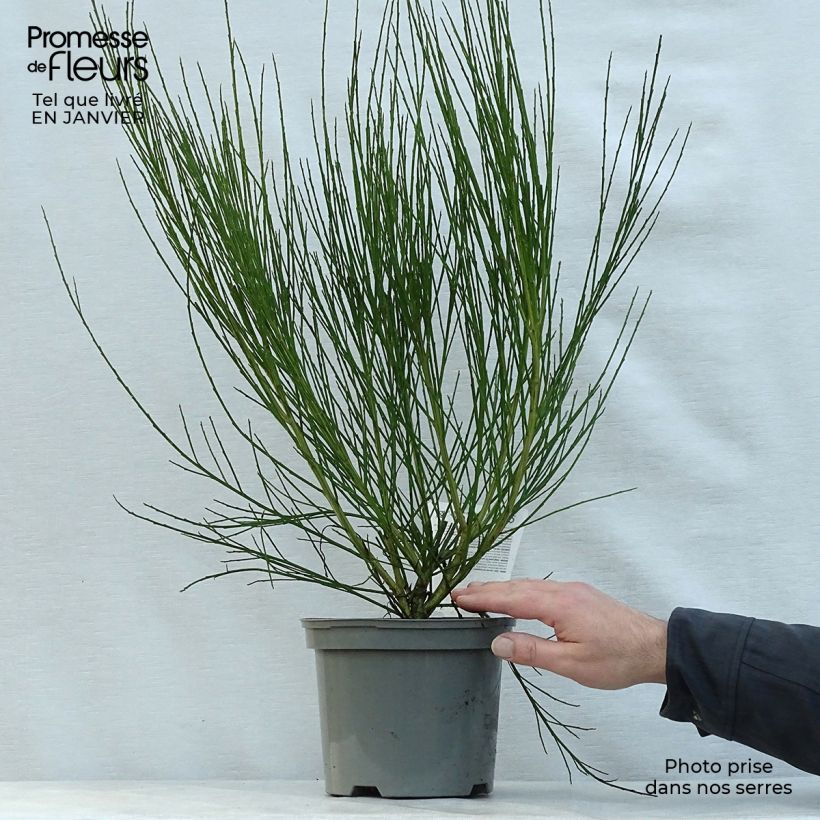 Spécimen de Genêt à balais - Cytisus Boskoop Ruby Pot de 3L/4L tel que livré en hiver