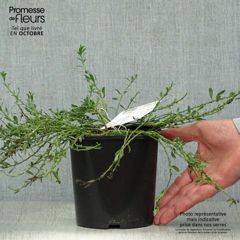 Spécimen de Cytisus decumbens - Genêt rampant Pot de 2L/3L tel que livré en automne