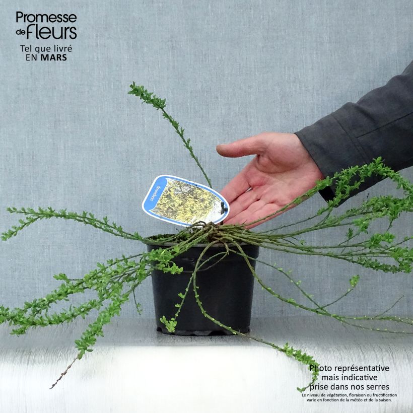 Spécimen de Cytisus decumbens - Genêt rampant Pot de 2L/3L tel que livré au printemps