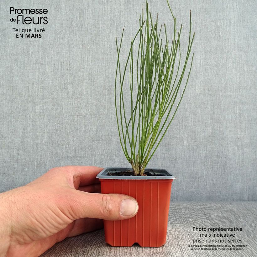 Spécimen de Cytisus procumbens Zeelandia - Genêt à balais Godet de 8/9 cm tel que livré en hiver