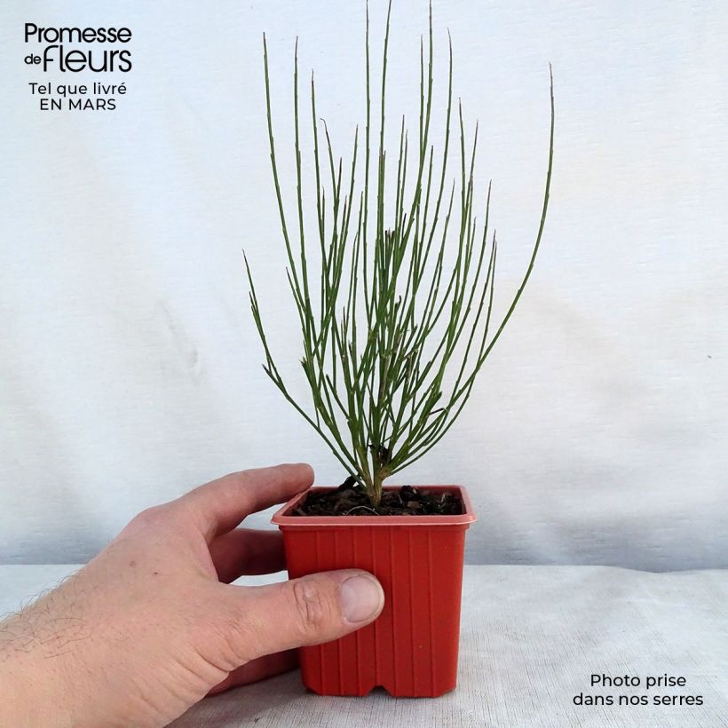 Spécimen de Cytisus procumbens Zeelandia - Genêt à balais Godet de 8/9 cm tel que livré au printemps