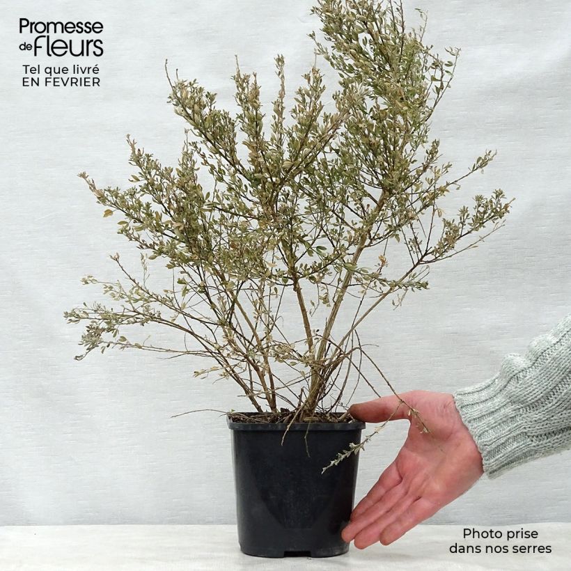 Spécimen de Cytisus racemosus Phebus - Genêt de Tenerife Pot de 2L/3L tel que livré en hiver
