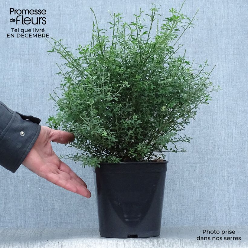Spécimen de Cytisus racemosus Phebus - Genêt de Tenerife Pot de 4L/5L tel que livré en hiver