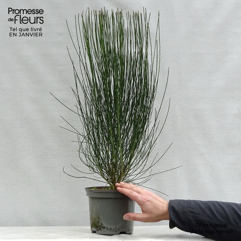 Spécimen de Cytisus scoparius Apricot Gem - Genêt à balais Pot de 2L/3L tel que livré en hiver