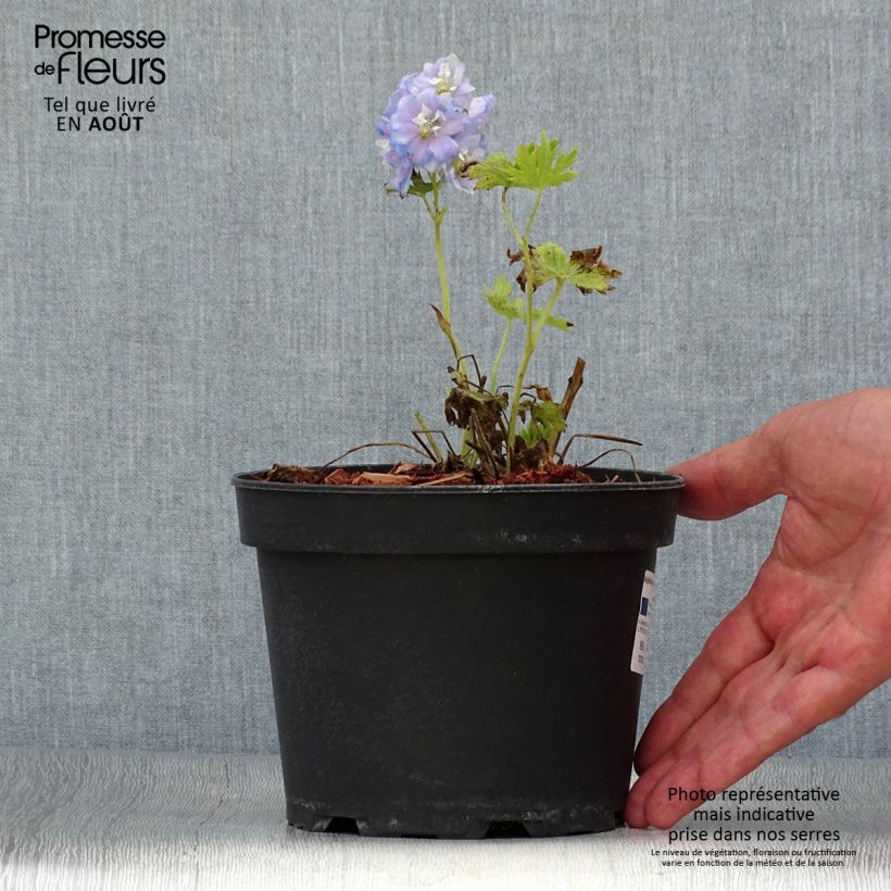 Spécimen de Delphinium Pacific Summer Skies - Pied d'Alouette vivace Pot de 2L/3L tel que livré en été