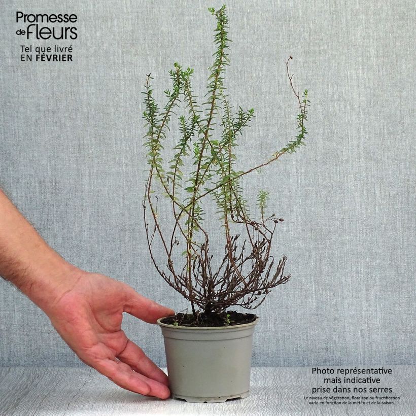 Spécimen de Daboecia cantabrica Alba - Bruyère de Saint Daboec blanche Pot de 12 cm / 13 cm tel que livré en automne
