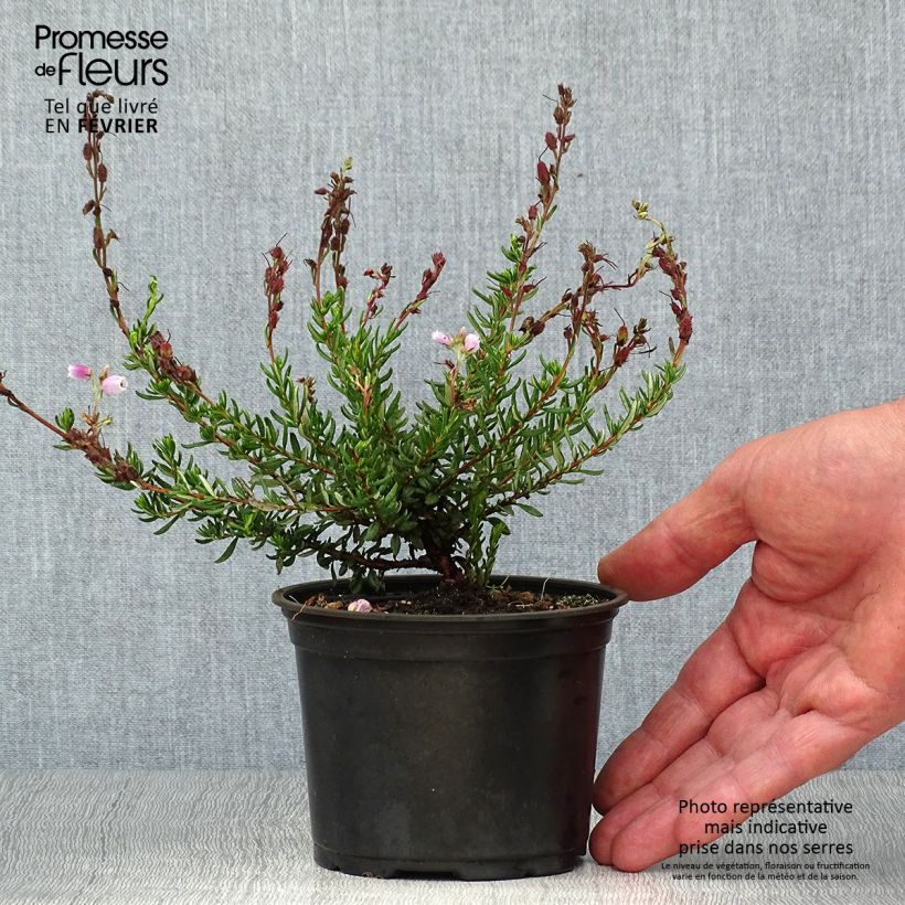 Spécimen de Daboecia cantabrica Waley's Red - Bruyère de Saint Daboec Pot de 12 cm / 13 cm tel que livré en automne
