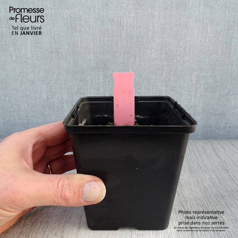 Spécimen de Dactylorhiza majalis - Orchis de Mai ou à feuilles larges  Godet de 8/9 cm tel que livré en hiver