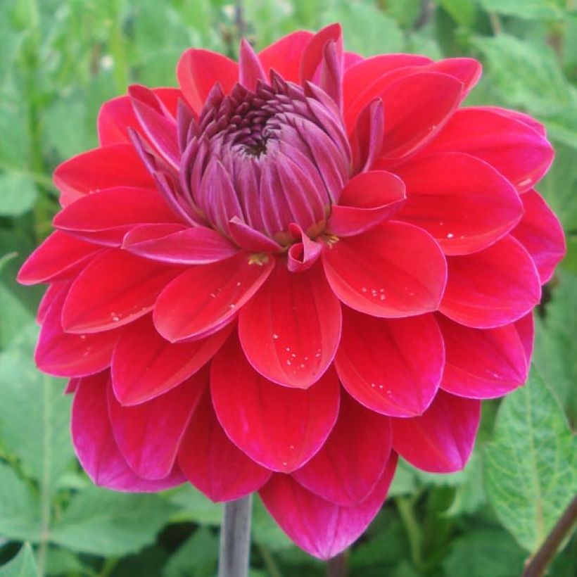 Dahlia décoratif Anne Cornelia (Floraison)