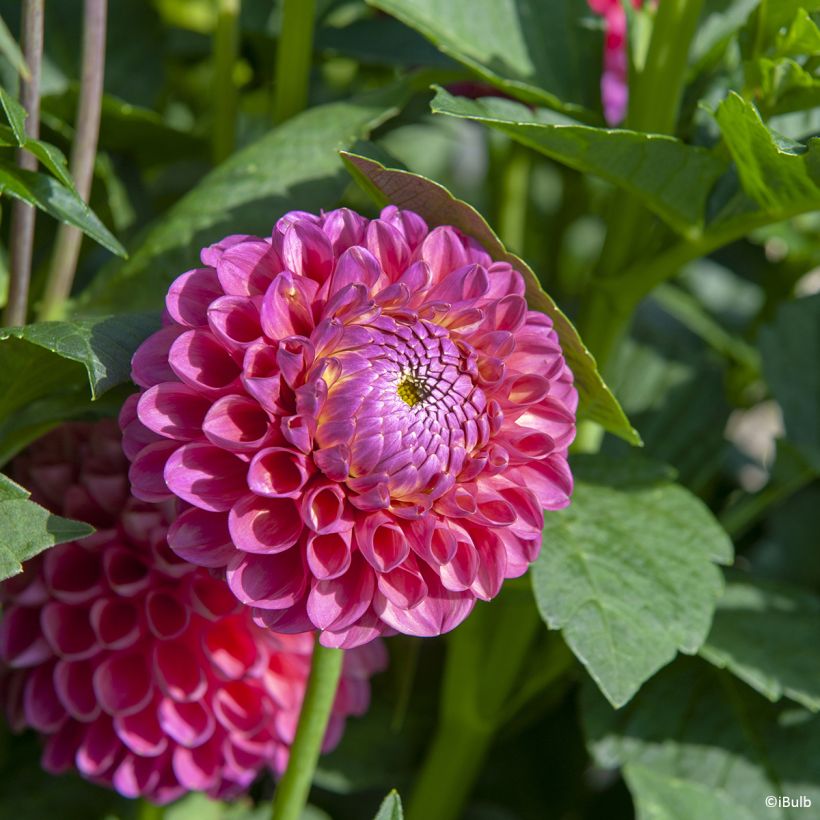 Dahlia balle Jowey Frambo (Floraison)