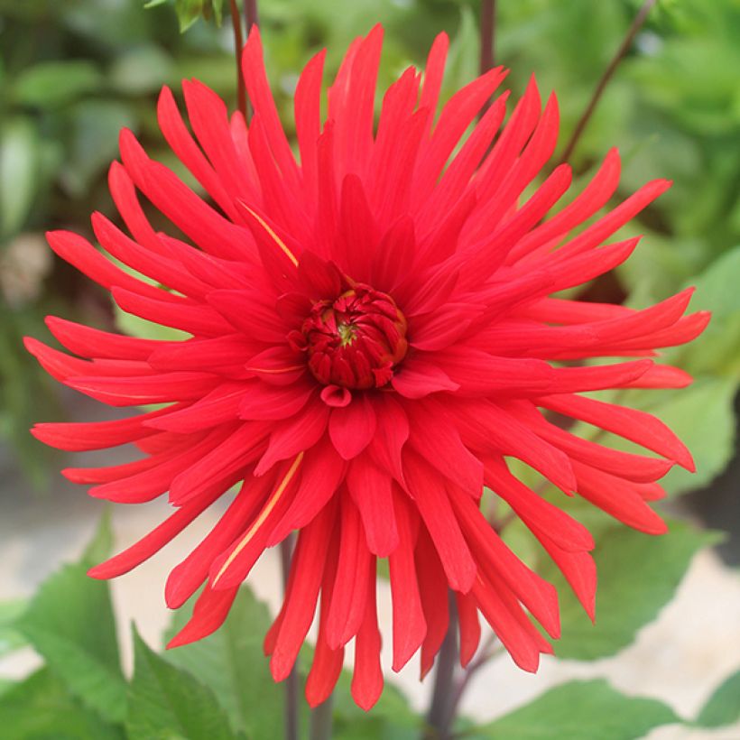 Dahlia semi-cactus Berger's Record (Floraison)