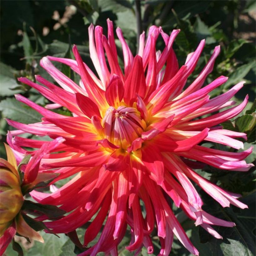 Dahlia cactus Bora Bora (Floraison)