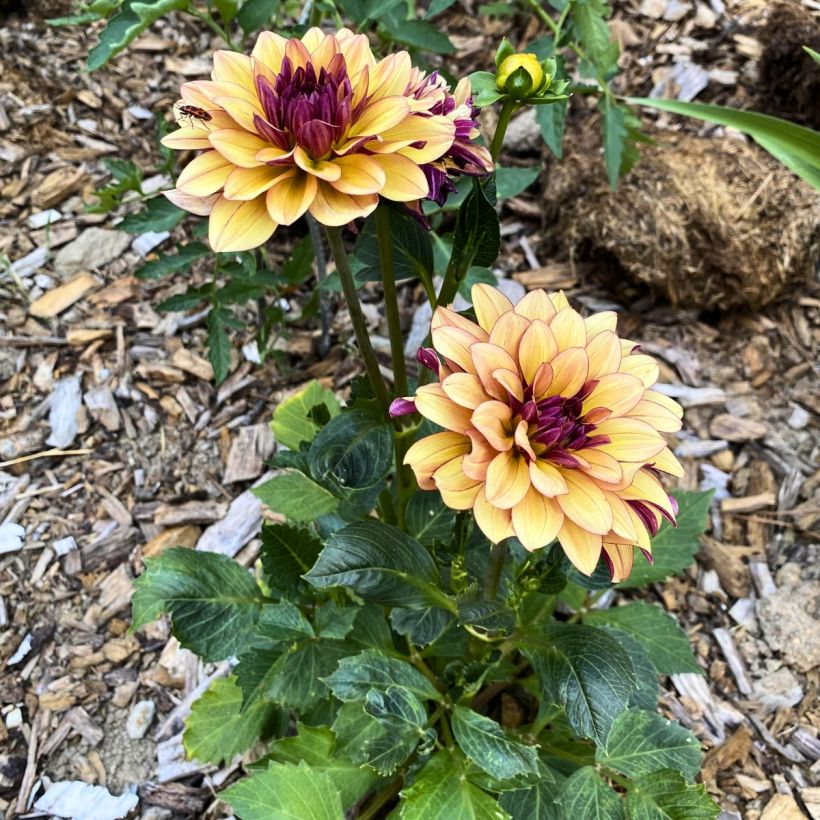 Dahlia décoratif Crème de Cognac (Port)