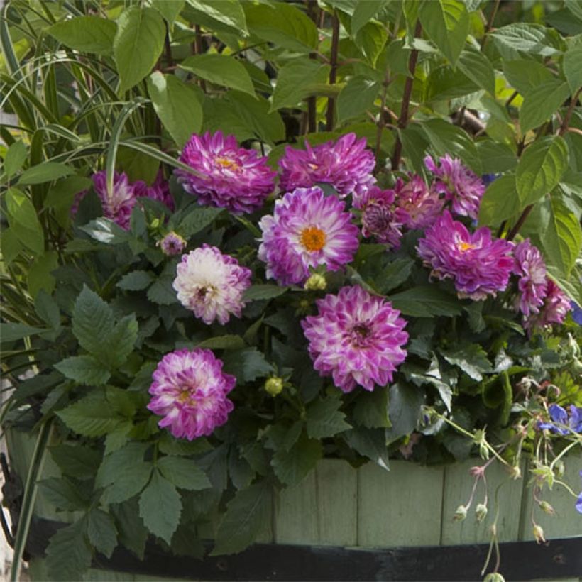 Dahlia Dalina Maxi Bonita (Floraison)