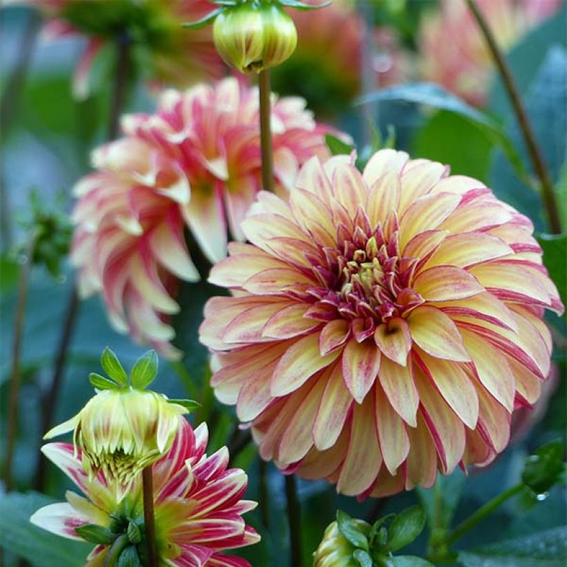 Dahlia décoratif Irish Pinwheel (Floraison)